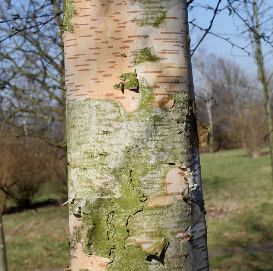 Image of genus Betula specimen.