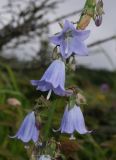 Adenophora curvidens
