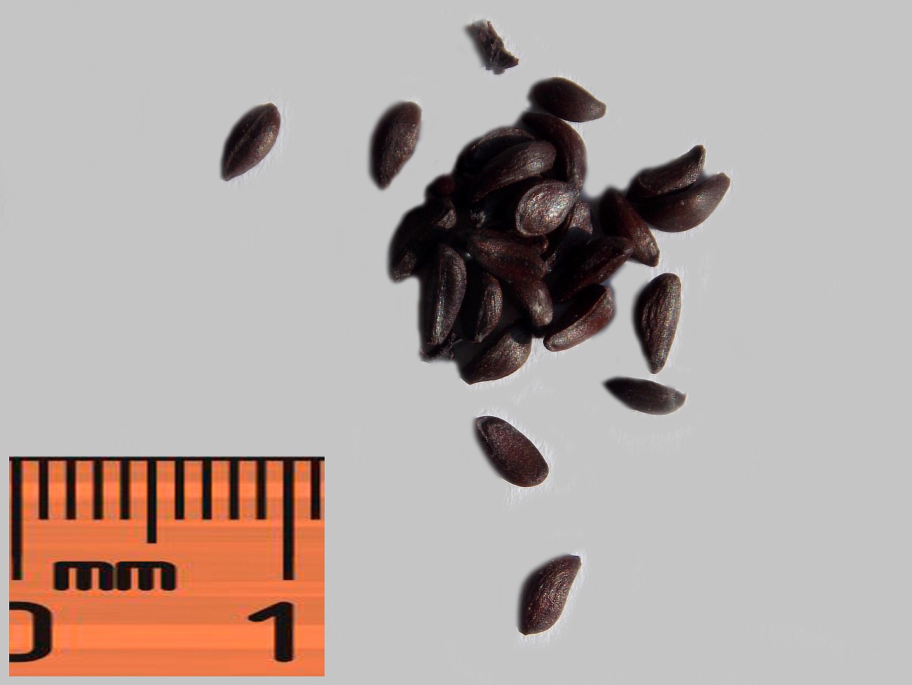 Image of Berberis montana specimen.