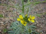 Erysimum czernjajevii