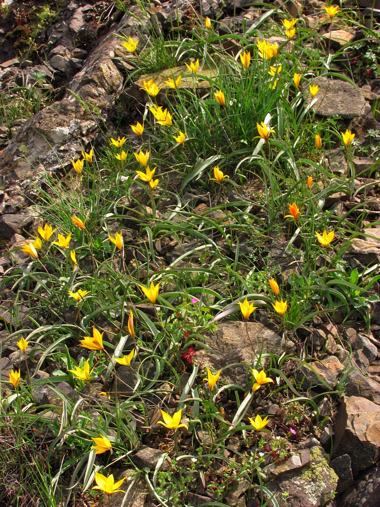 Изображение особи Tulipa australis.