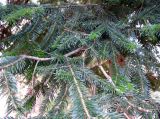 Abies balsamea. Ветви. Ставропольский край, г. Кисловодск, Средний парк. 24.03.2013.