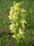 Orchis pallens