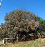 Acacia saligna
