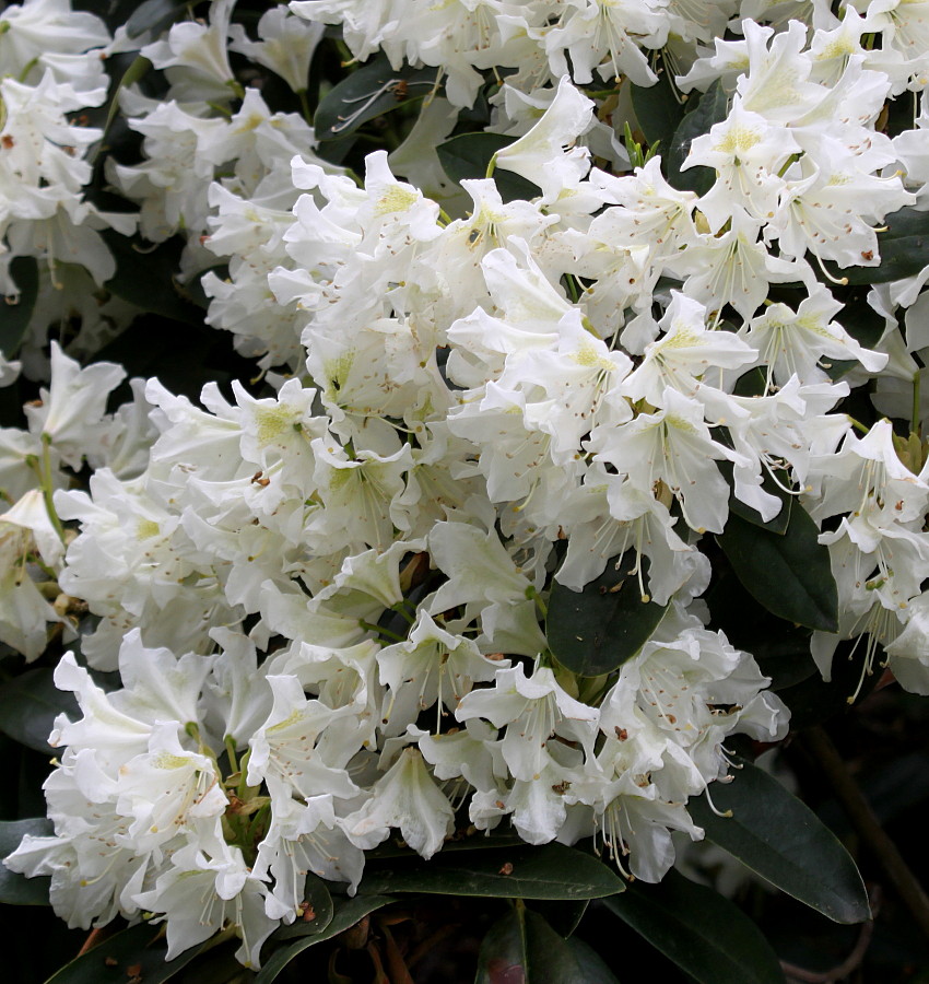 Image of Rhododendron catawbiense specimen.