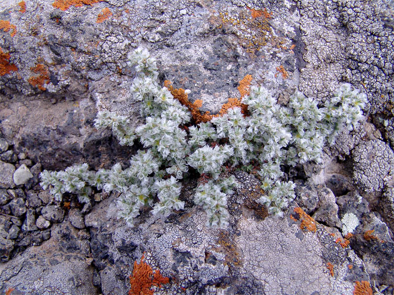 Image of Paronychia kurdica specimen.