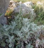 Senecio cineraria. Зацветающее растение. Южный берег Крыма, мыс Никитин, скала возле берега моря. 21.05.2013.