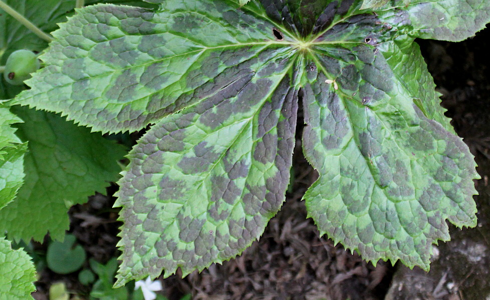 Image of Sinopodophyllum hexandrum specimen.