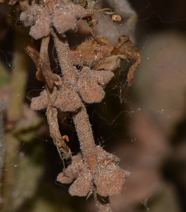 Image of Coleus neochilus specimen.