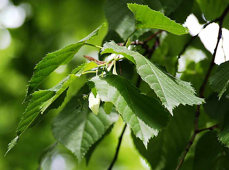 Image of Tilia × europaea specimen.
