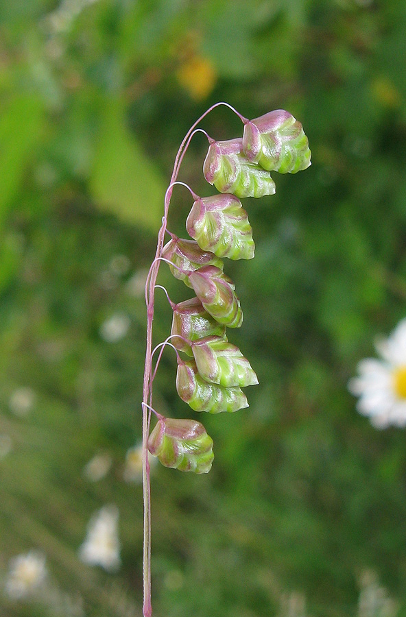 Image of Briza elatior specimen.