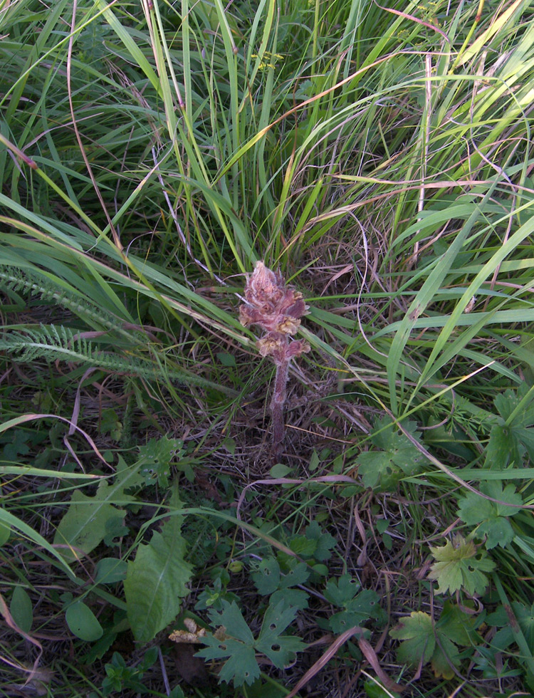 Image of Orobanche pubescens specimen.