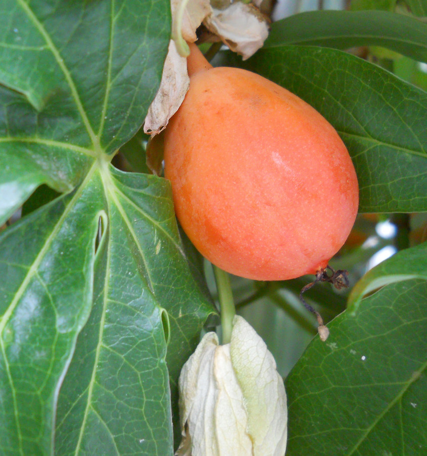 Image of Passiflora caerulea specimen.