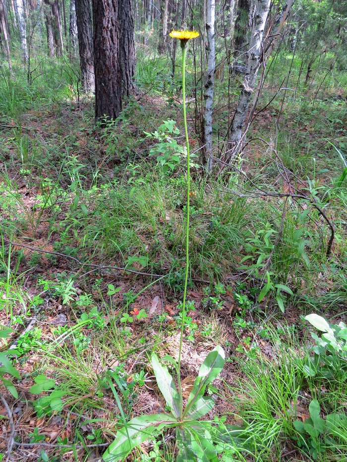 Изображение особи Trommsdorffia maculata.