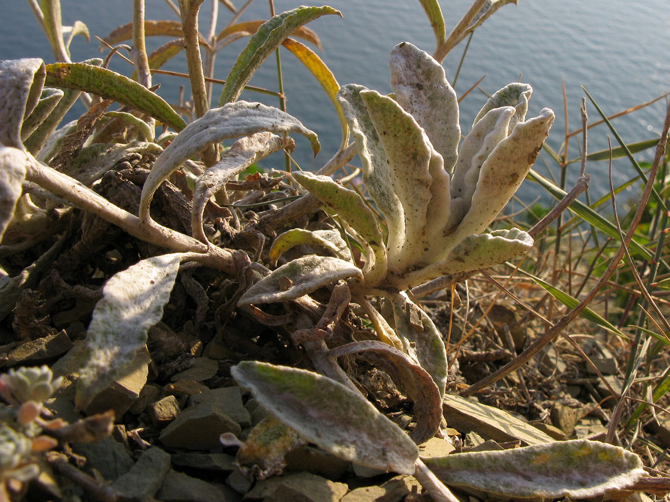 Image of Sideritis euxina specimen.