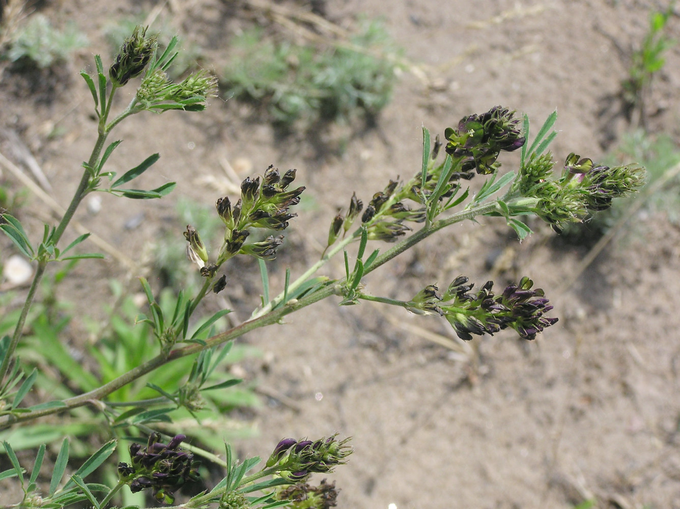 Изображение особи Medicago &times; varia.