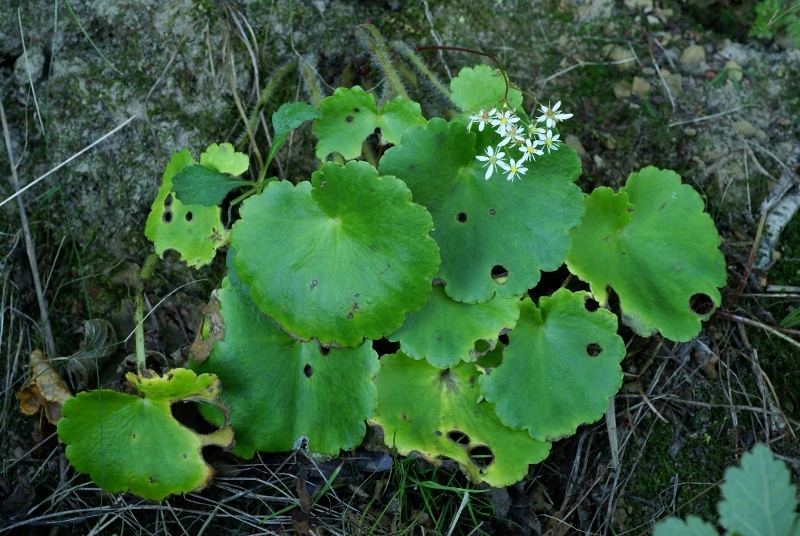 Изображение особи Saxifraga serotina.