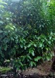 Garcinia mangostana. Часть кроны дерева с незрелыми плодами. Таиланд, национальный парк Си Пханг-нга. 20.06.2013.