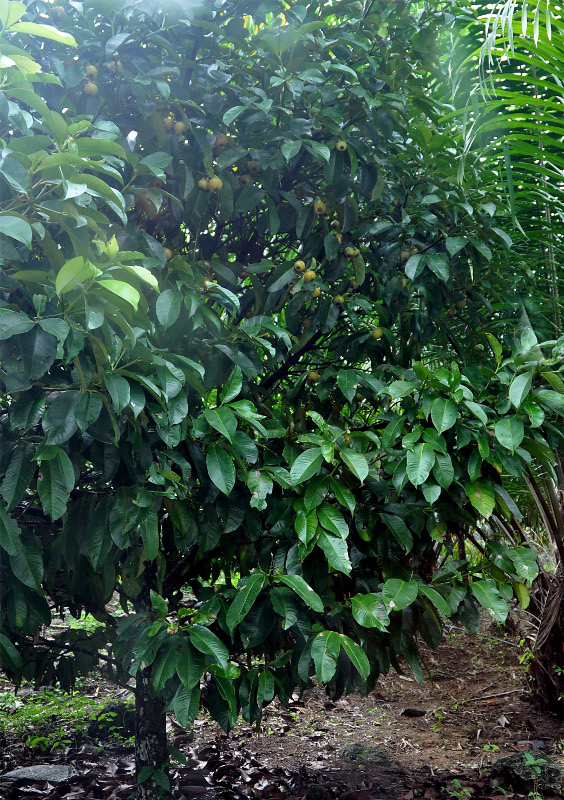 Image of Garcinia mangostana specimen.