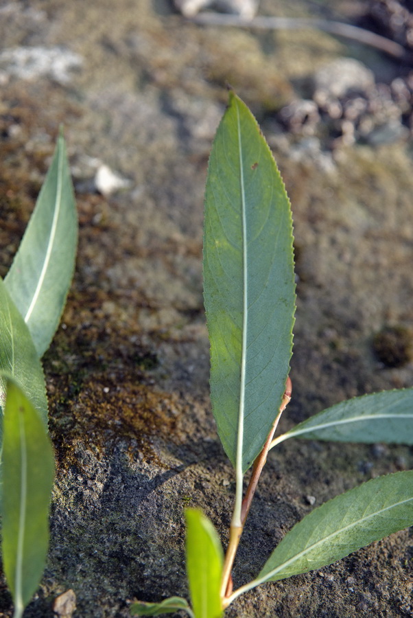 Image of Salix nipponica specimen.