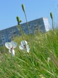 Papaver albiflorum