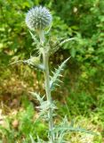 Echinops armatus