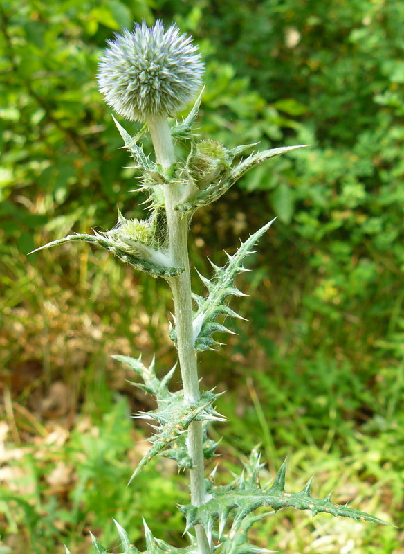 Изображение особи Echinops armatus.