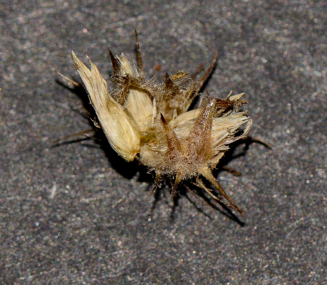 Image of Cenchrus echinatus specimen.
