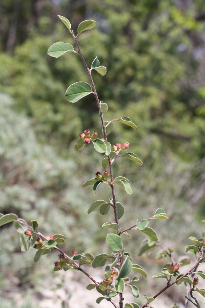 Изображение особи Cotoneaster suavis.