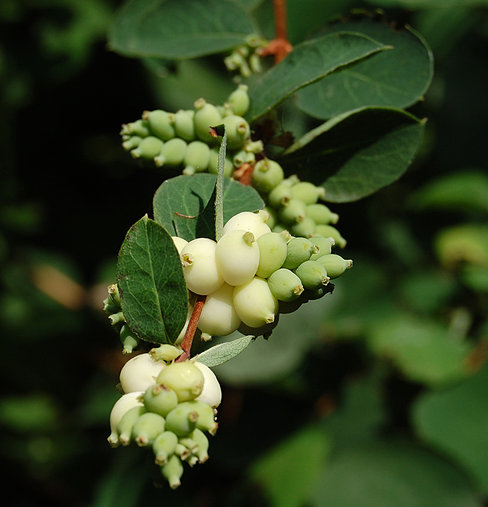 Image of Symphoricarpos albus var. laevigatus specimen.