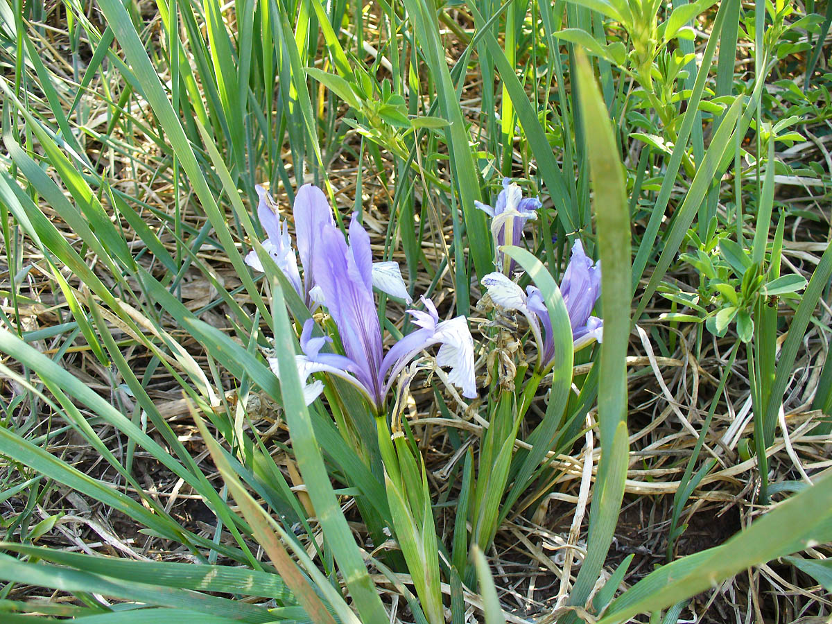 Image of Iris biglumis specimen.