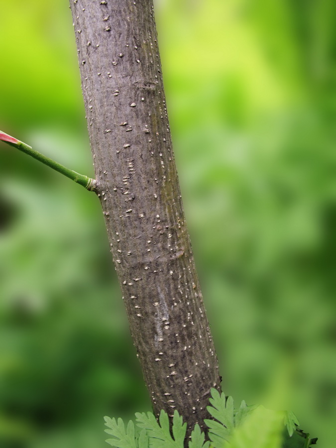 Изображение особи Euonymus maximowiczianus.