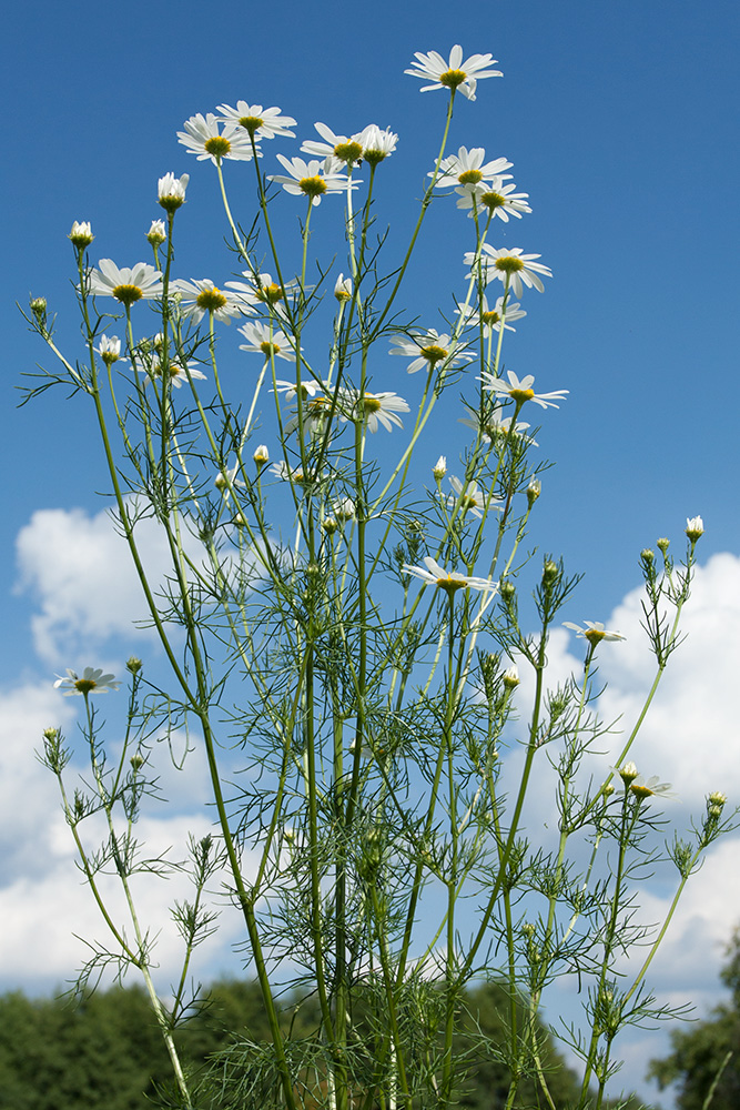 Изображение особи Tripleurospermum inodorum.