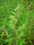 Arctium minus