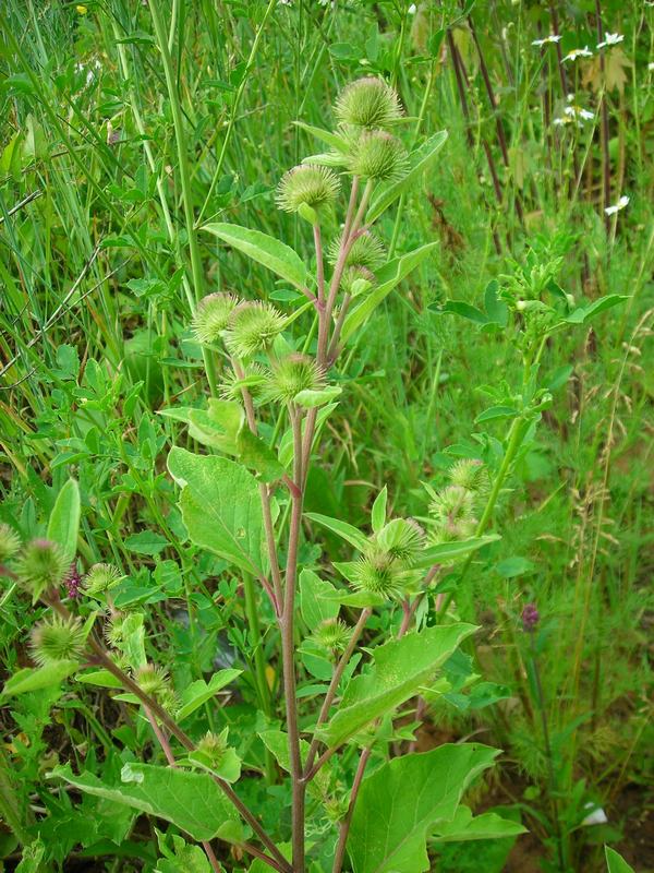 Image of Arctium minus specimen.