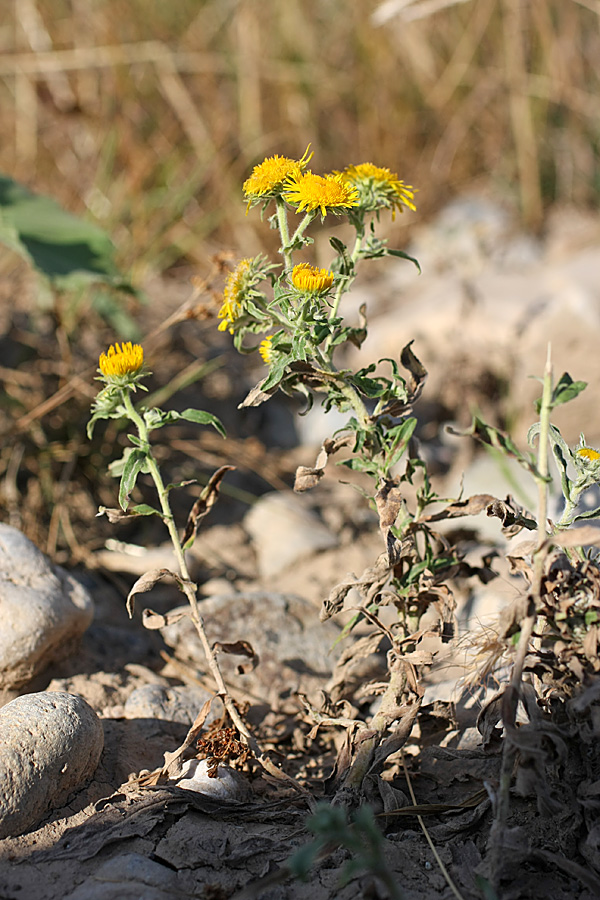 Image of Inula britannica specimen.