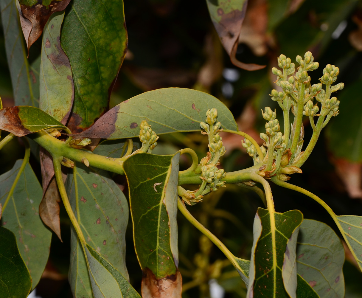 Image of Persea americana specimen.