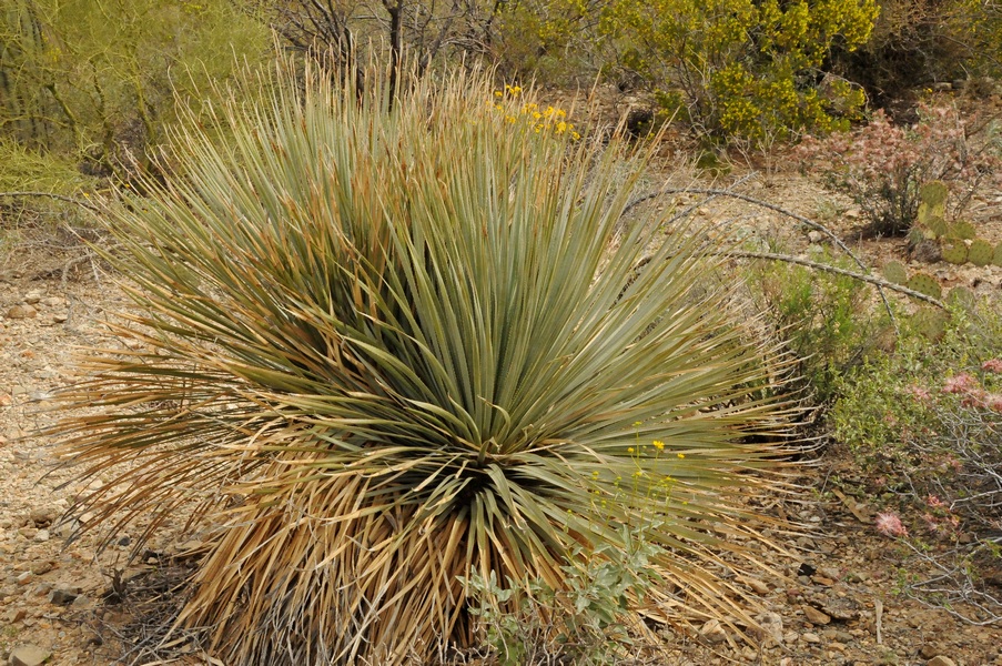 Image of Dasylirion wheeleri specimen.