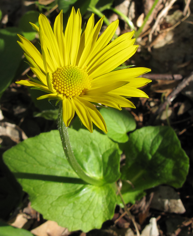 Изображение особи Doronicum orientale.