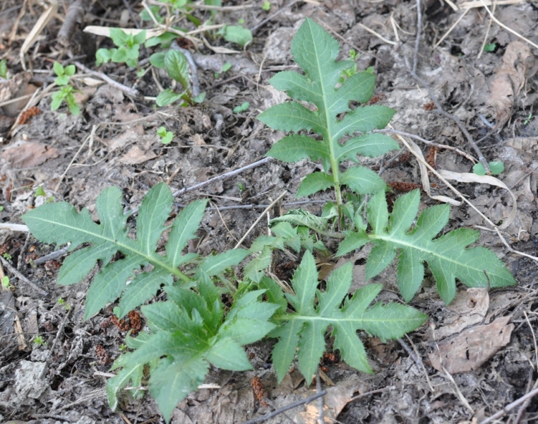 Изображение особи Cirsium oleraceum.