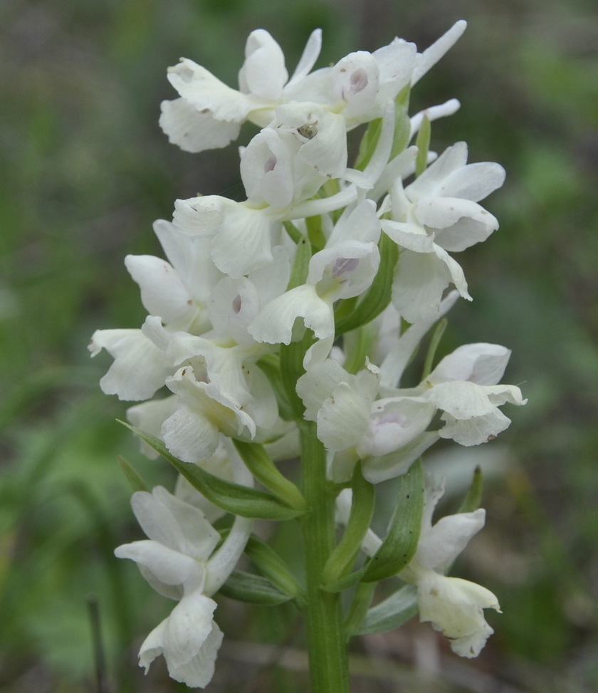 Изображение особи Dactylorhiza romana.