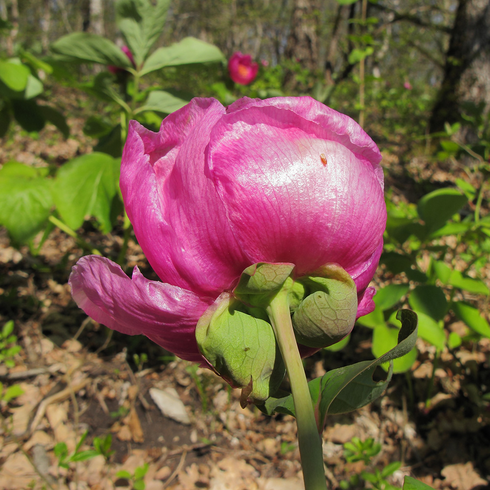 Изображение особи Paeonia caucasica.