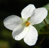 Image of taxon representative. Author is Евгений Спиваковский