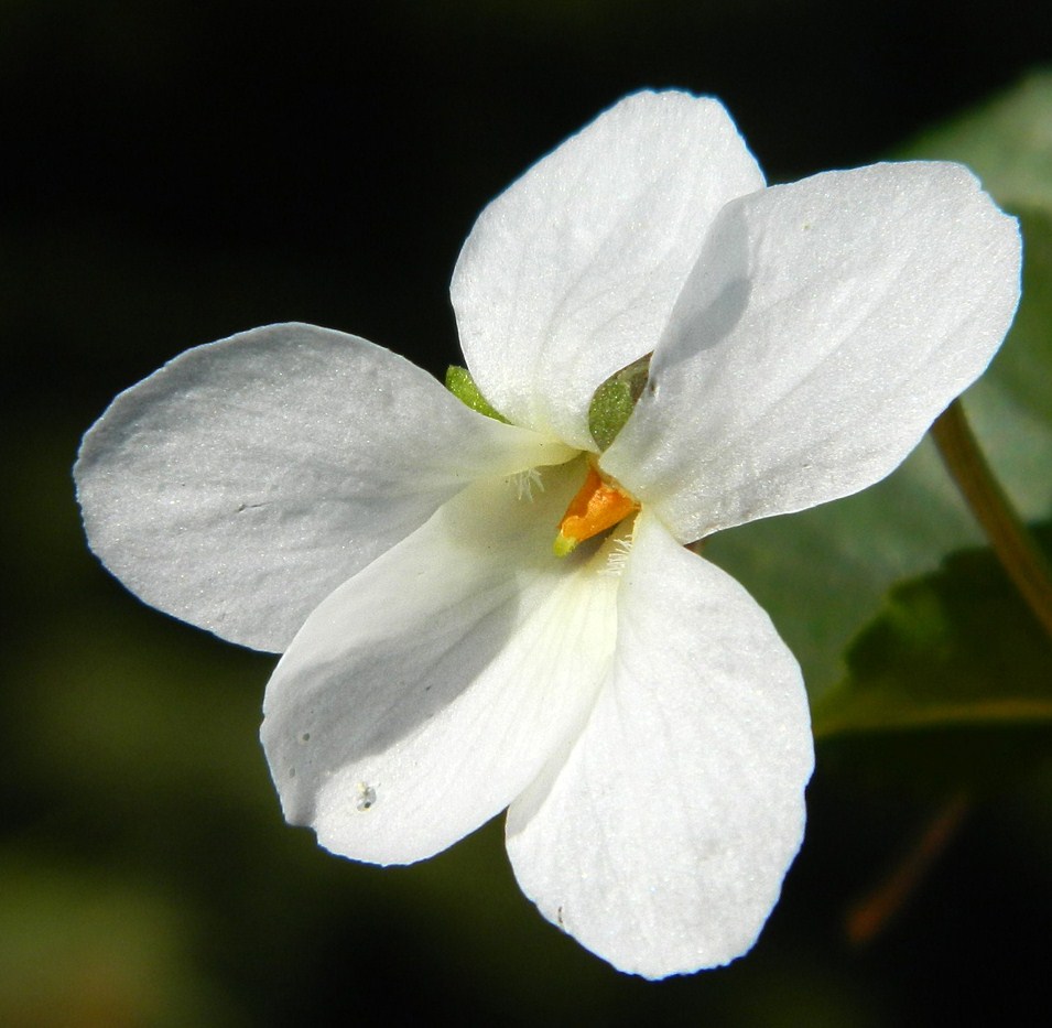 Image of Viola sororia specimen.