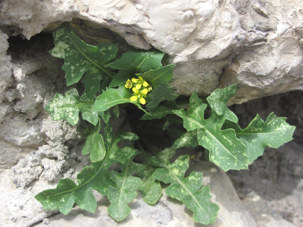 Image of Sisymbrium confertum specimen.