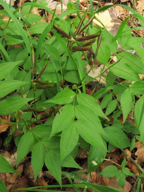 Изображение особи Lathyrus vernus.