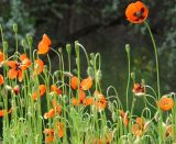 Papaver stevenianum