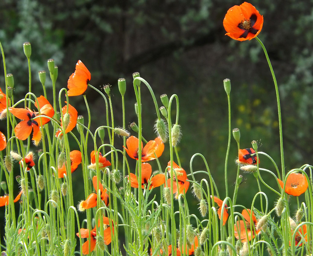 Изображение особи Papaver stevenianum.