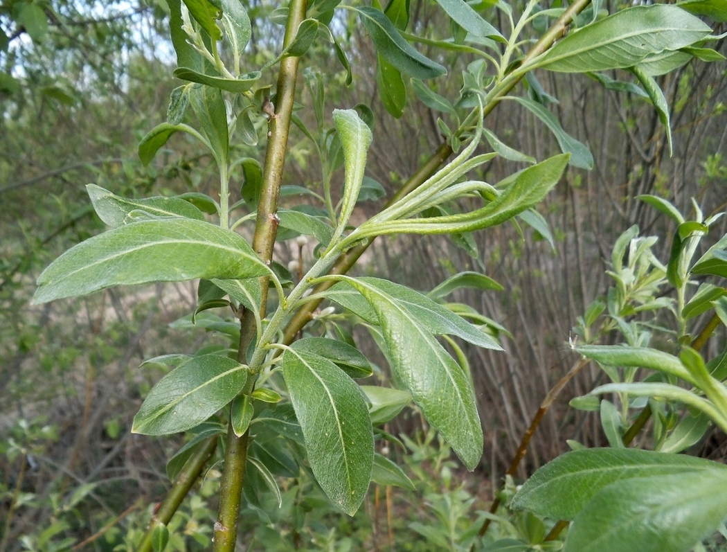 Image of Salix &times; reichardtii specimen.