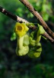 Aristolochia manshuriensis